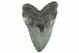 Huge, Fossil Megalodon Tooth - North Carolina #261088-2